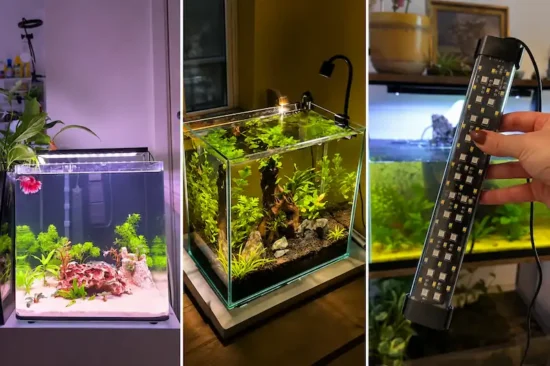 Three betta aquariums illuminated by LED lights, including planted tanks and a clip-on aquarium light