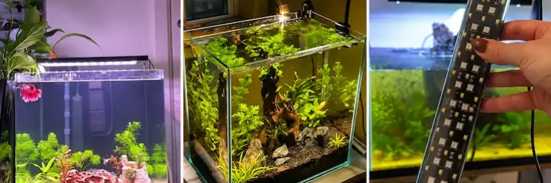 Three betta aquariums illuminated by LED lights, including planted tanks and a clip-on aquarium light
