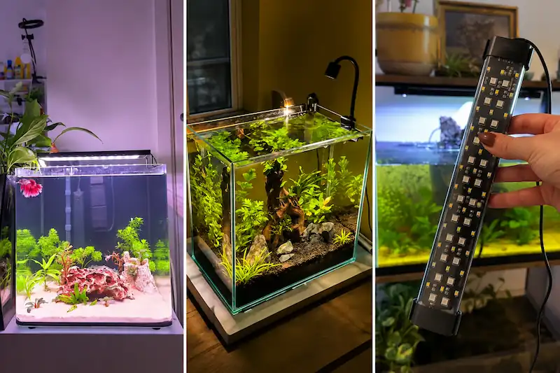 Three betta aquariums illuminated by LED lights, including planted tanks and a clip-on aquarium light