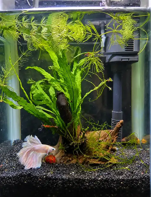 Betta fish aquarium with heater, live plants, and driftwood