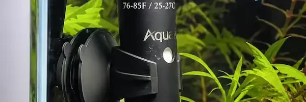 Betta fish swimming near a submersible aquarium heater in a planted tank