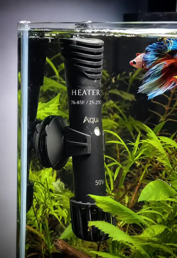 Siamese Fighting Fish - Betta Care With Flair 6 Betta fish swimming near a submersible aquarium heater in a planted tank
