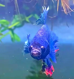 Betta Fish Care 3 Blue betta fish with flowing fins swimming toward the camera