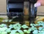 Low-flow aquarium filter installed in a planted betta fish tank with floating plants, gentle water movement, and visible sponge filtration media.